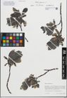 Foto von Salix glauca L.